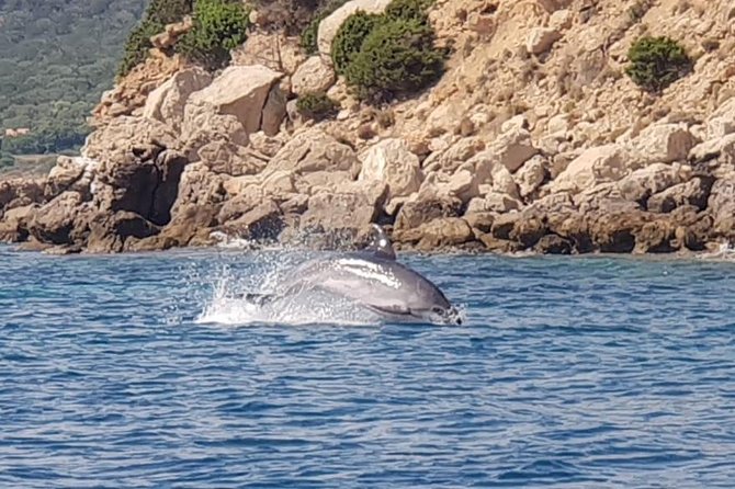 Olbia Bay Dolphin-Watching Boat Tour - Inclusions