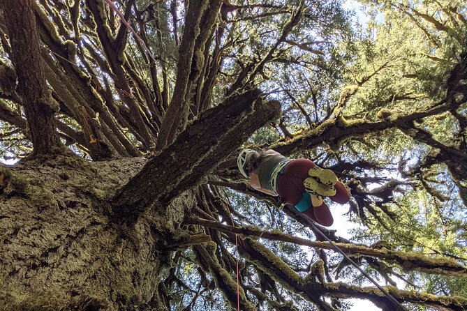 Old-Growth Tree Climbing at Silver Falls State Park - Cancellation Policy