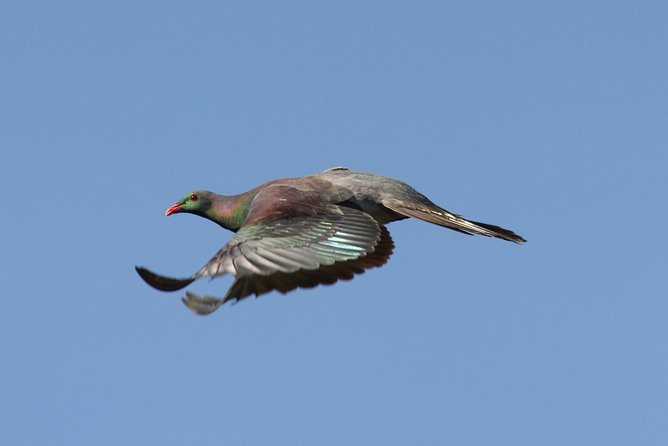 One Day Birding Adventure - Inclusions