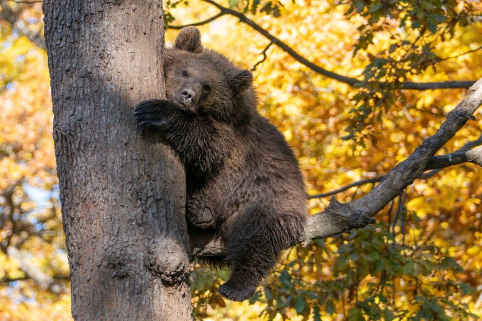 One Day Trip Bear Sanctuary, Dracula Castle - Participant Guidelines