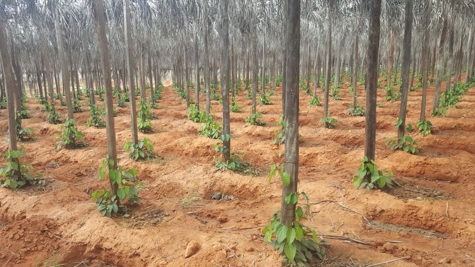 One Day Trip to Pepper Farm, Chhngok Temple and Salt Field - Exploring Pepper Farm in Kampot