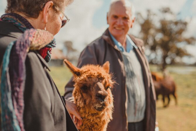 One-Hour Alpaca Meet-and-Greet on a Working Farm, Tomingley  - New South Wales - Tour Inclusions