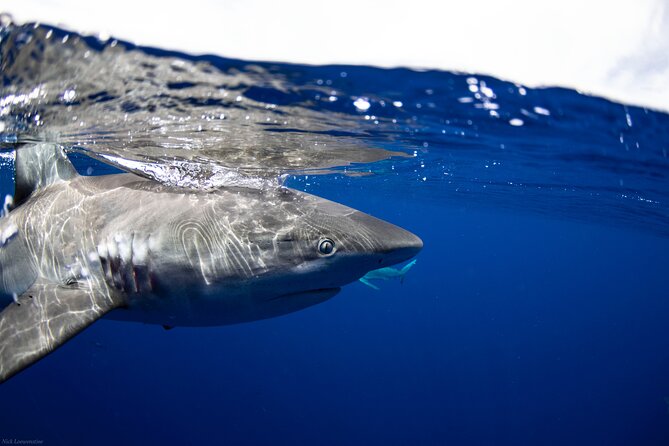 Open Water Shark Dive - Dive Site Information