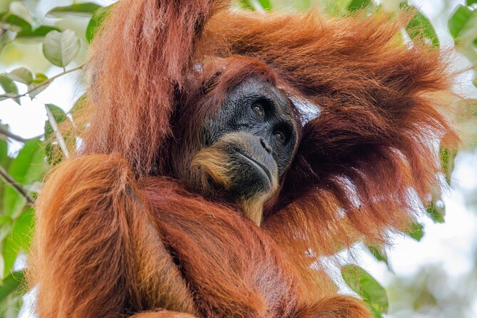 Orangutan Jungle Trek: 3 Day Adventure in Bukit Lawang, Sumatra - Itinerary Overview