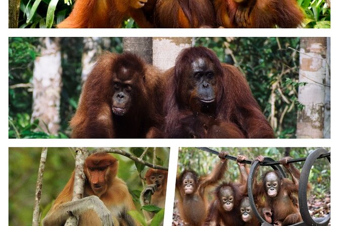 Orangutan Tour Tanjung Puting 3D2N - Inclusions and Exclusions