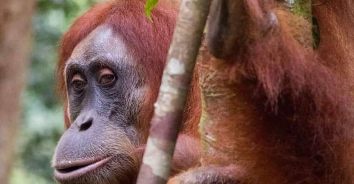 Orangutan Trip: Exploring Wildlife in the Jungle - Booking Information