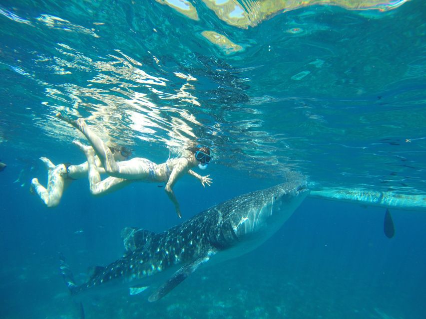 Oslob Whale Shark Snorkeling & Island Hopping to Sumilon - Features & Inclusions