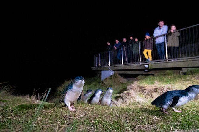 Otago Peninsula In-Depth Tour & Blue Penguins Pukekura Experience - Tour Requirements and Restrictions