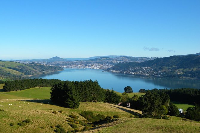 Otago Peninsula Scenery and Dunedin City Highlights Tour - Tour Highlights