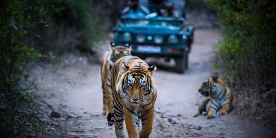 Overnight Private Tour: Jaipur - Ranthambore Tiger Safari - Experience Highlights