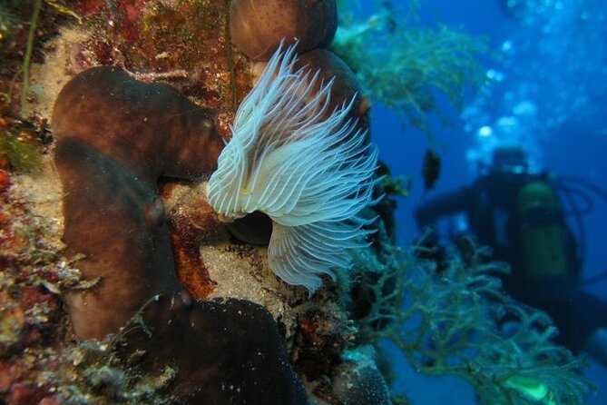 PADI Open Water Course in Nea Makri, Athens - Meeting Point and Pickup Options