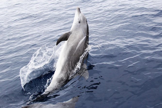 Panama City Beach Dolphin Sightseeing Sail - Traveler Reviews