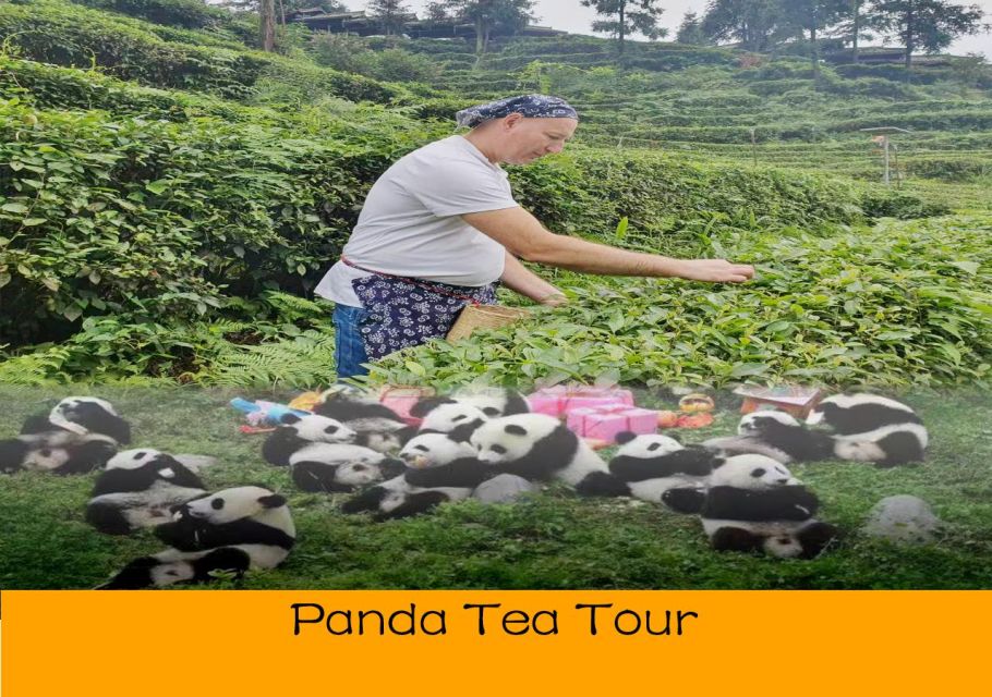 Panda and Green Tea Making Tour - Itinerary Highlights