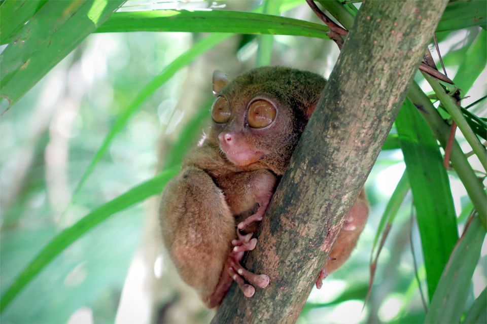 Panglao: Dao, Forests, and Tarsier Sanctuary Tour With Lunch - Tour Information