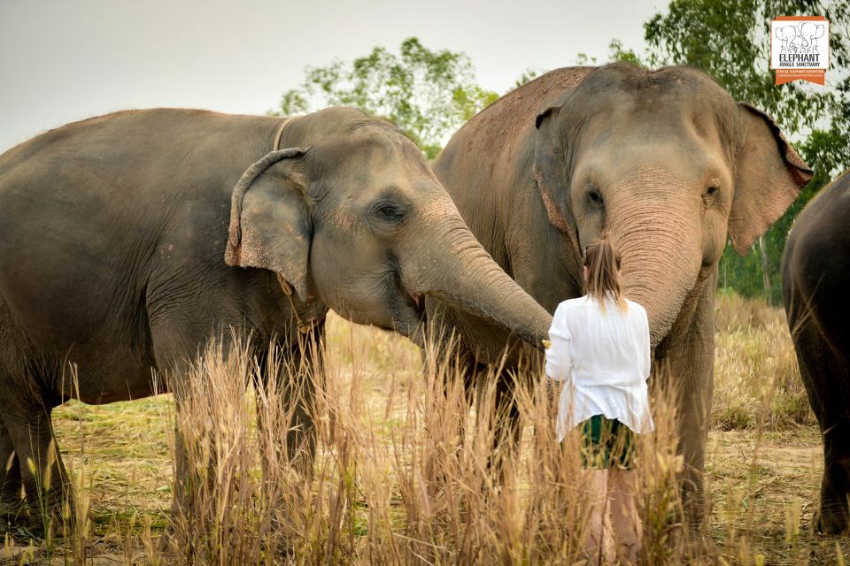 Pattaya: Elephant Jungle Sanctuary Half-Day Tour With Meal - Experience Highlights