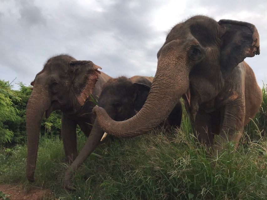 Pattaya: Ethical Elephant Sanctuary Interactive Tour - Experience Highlights