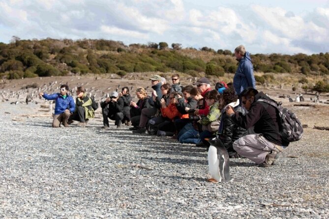 Penguin Colony in Ushuaia - Tour Highlights and Excursion Details