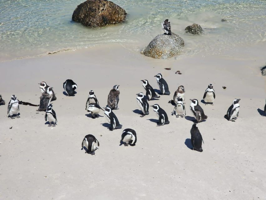 Penguin Half-Day Tour With Ticket Included (Join a Group) - Tour Highlights