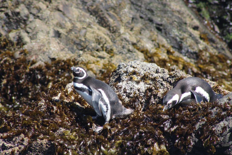 Penguins in Chiloé: Rocks and Birds. - Location Information