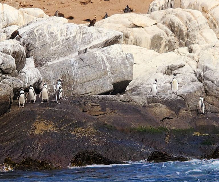 Penguins Watching Cachagua Island in Zapallar From Santiago - Location Information