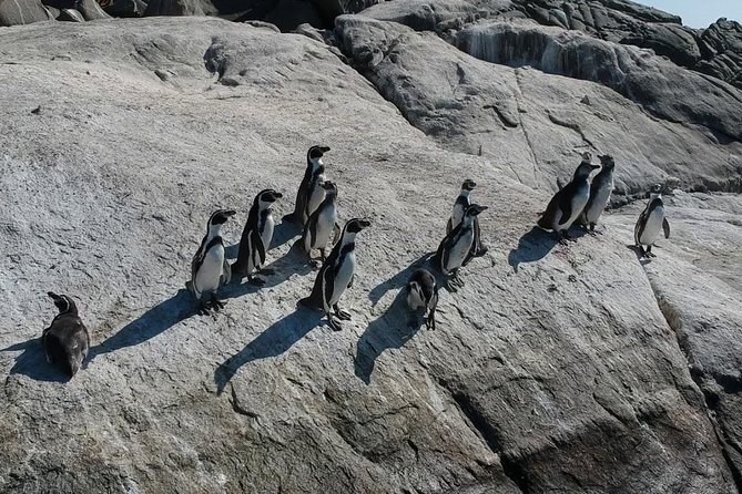 Penguins Watching Navigation Cachagua Island& Lunch From SANTIAGO - Tour Highlights