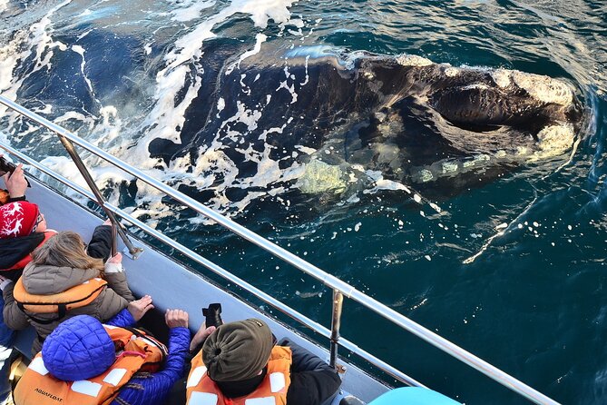 Peninsula Valdes Tour With Optional Whale Watching - UNESCO National Park Drive