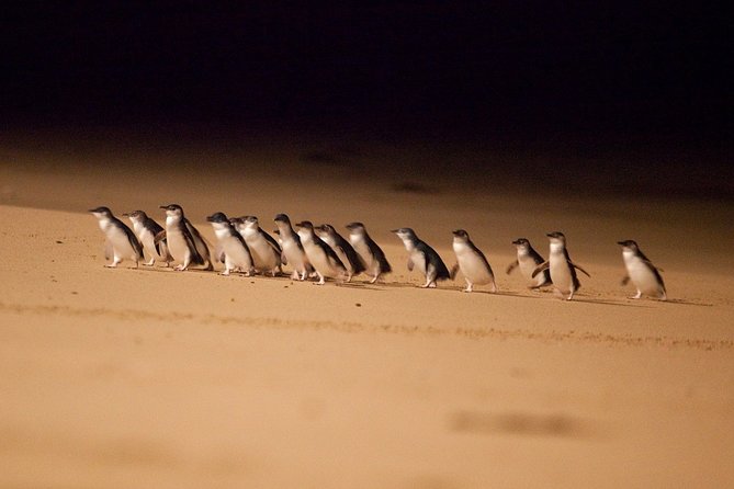Phillip Island Penguin Parade Express Tour From Melbourne - Meeting and Pickup Details
