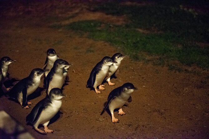 Phillip Island Penguins and Wildlife Day Tour From Melbourne  - Mornington Peninsula - Coastal Delights