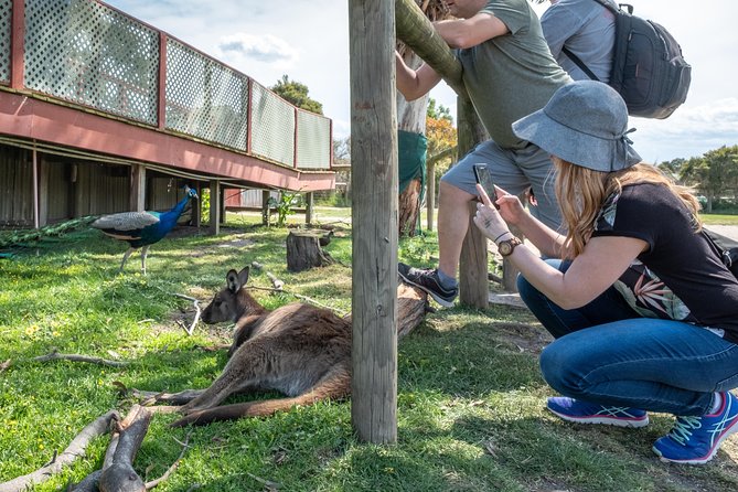Phillip Island, Penguins, Koalas & Wildlife Tour - From Melbourne - Traveler Information