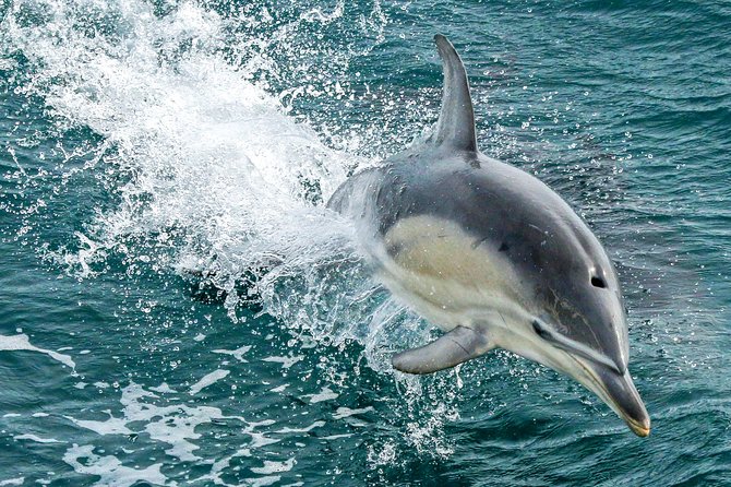 Phillip Island Whale & Dolphin Watching Cruise: San Remo  - Mornington Peninsula - Cruise Schedule