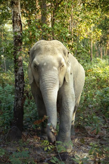Phuket: Elephant Jungle Sanctuary Full-Day Experience - Experience Overview