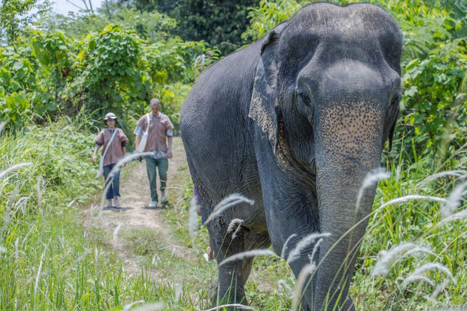 Phuket: Elephant Sanctuary Small Group Tour - Tour Experience