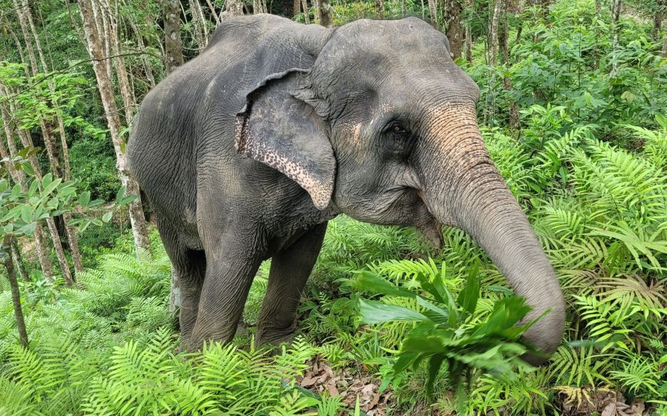 Phuket: Half-Day Elephant Explorer at Phuket Elephant Care - Tour Features Highlights