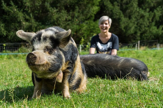 Pigs Are Grazing in the Waldviertel - Location and Accessibility Details