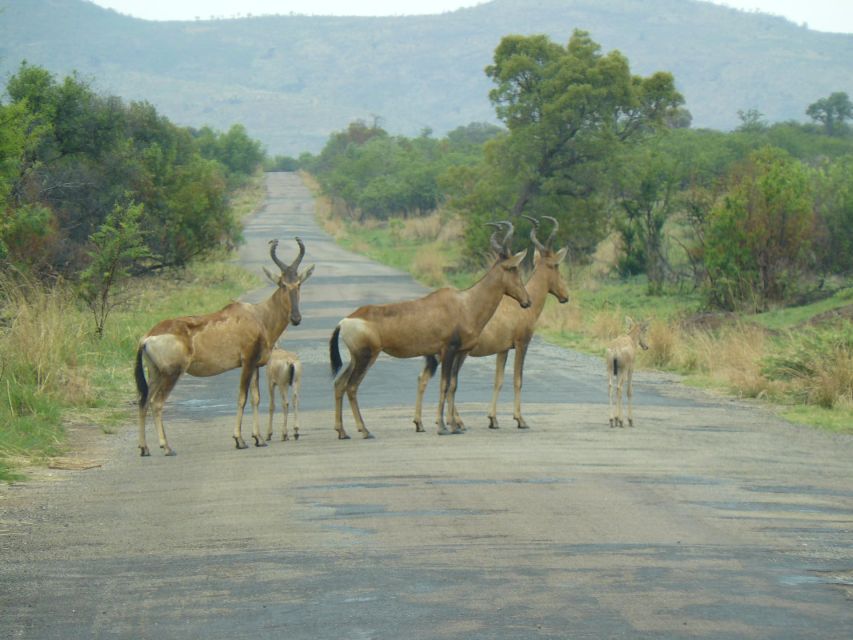Pilanesberg National Park - Diverse Wildlife