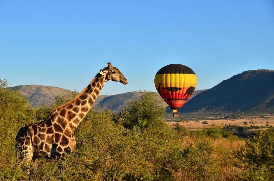 Pilanesberg National Park/Sun City Hot Air Balloon Safari - Experience Highlights