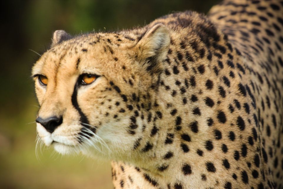 Plettenberg Bay: Cats in Conservation Full Day Tour - Experience Highlights