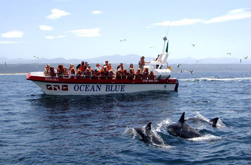 Plettenberg Bay: Dolphin & Marine Tours - Experience