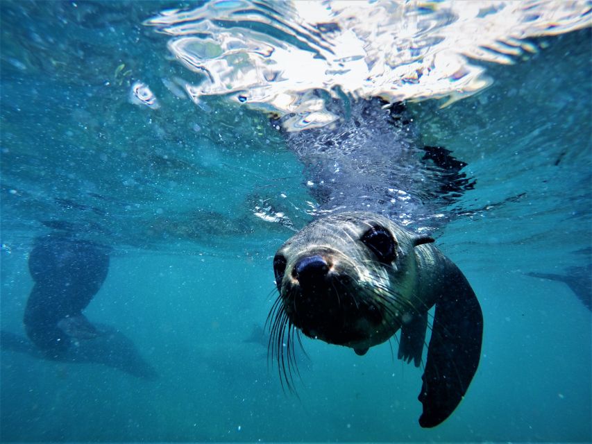 Plettenberg Bay: Swim With Seals - Experience Itinerary