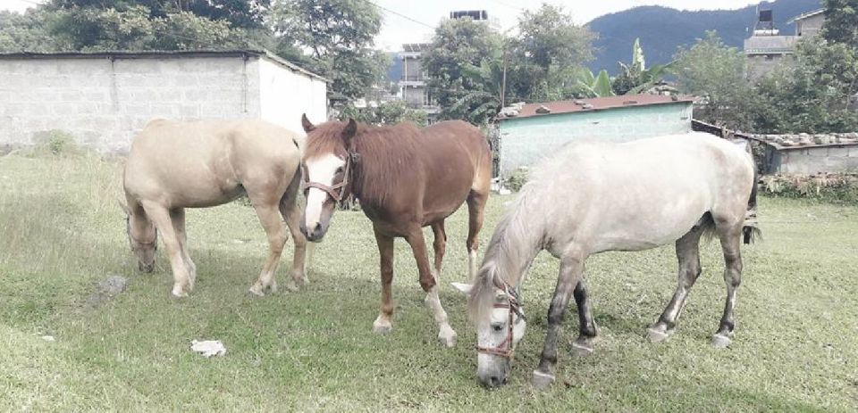 Pokhara: 2.5-Hour Horse-Pony Ride in Nature - Activity Highlights