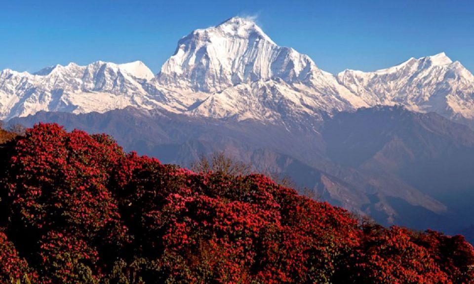 Pokhara: 3-Day Ghorephani & PoonHill Himalayan Paradise Trek - Experience