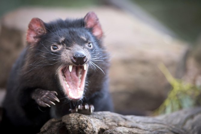 Port Arthur and Tassie Devils Active Day Tour From Hobart - Logistics and Meeting Details