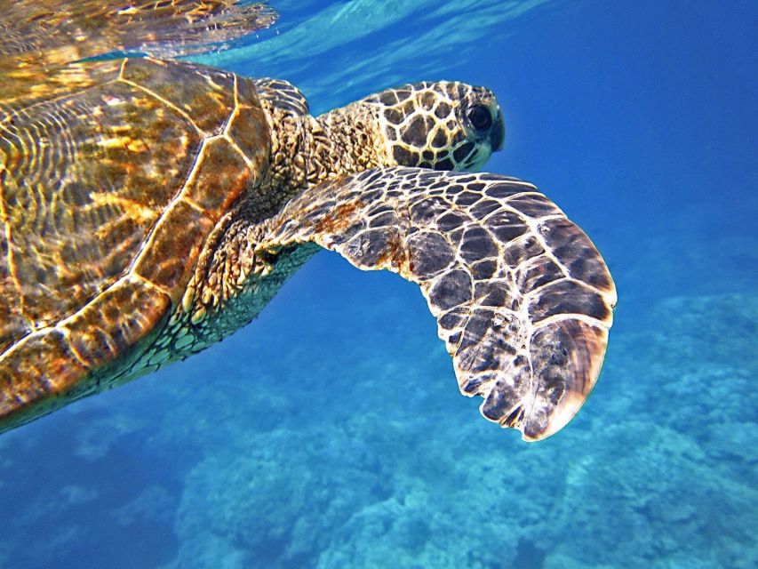 Port Barton: Island Hopping to Turtle Spot & Reef With Lunch - Experience Highlights