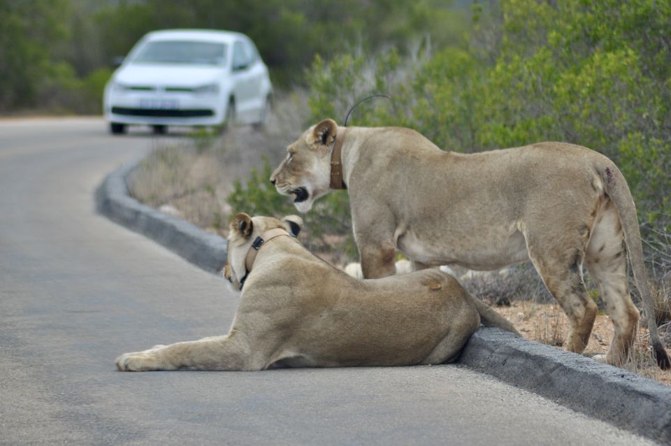 Port Elizabeth: Addo Elephant Park Safari Full-Day Tour - Highlights of the Tour