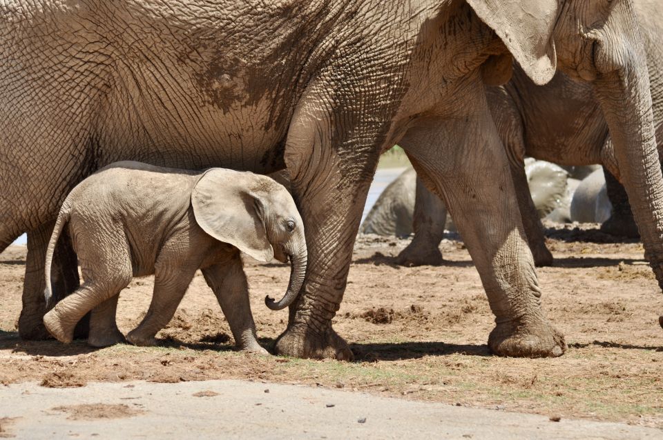 Port Elizabeth: Shore Excursion to Addo Elephant Park Safari - Highlights of the Excursion
