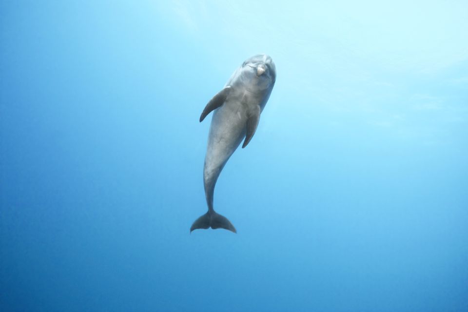 Port Ghalib: Sataya Reefs Dolphin Snorkel Cruise With Lunch - Activity Duration and Guides