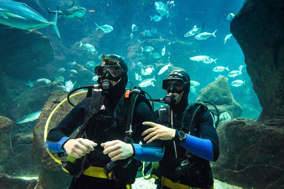 Porto Moniz: Diving With Sharks and Rays in Madeira Aquarium - Experience Highlights