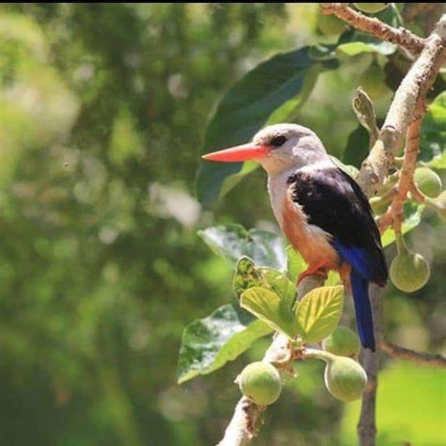 Praia: Guided Nature Hike to Cidade Velha - Experience Highlights of the Hike