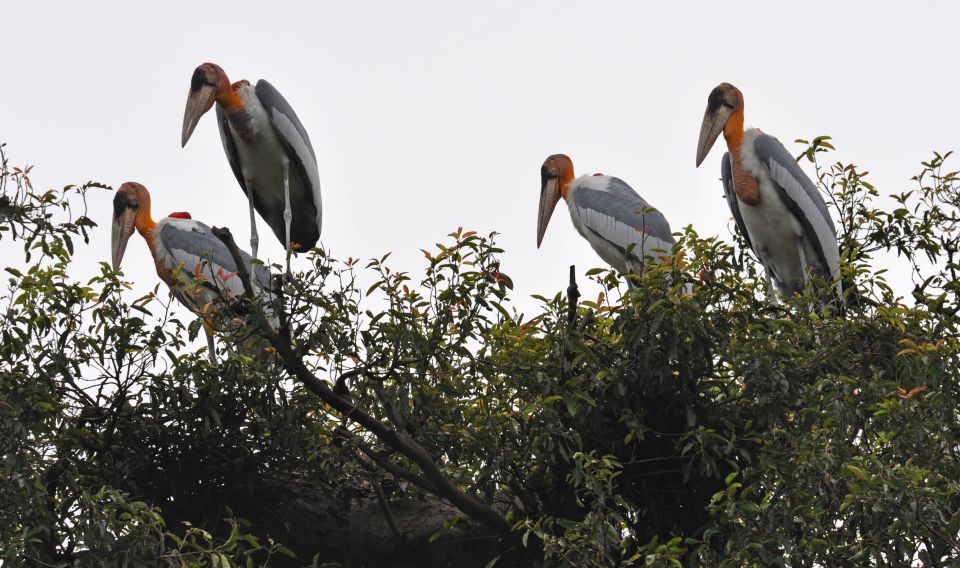 Prek Toal Bird Sanctuary and Great Lake Tour in Cambodia - Experience Highlights