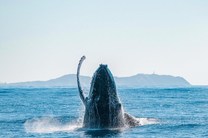 Premier Whale Watching Byron Bay - Logistics and Requirements